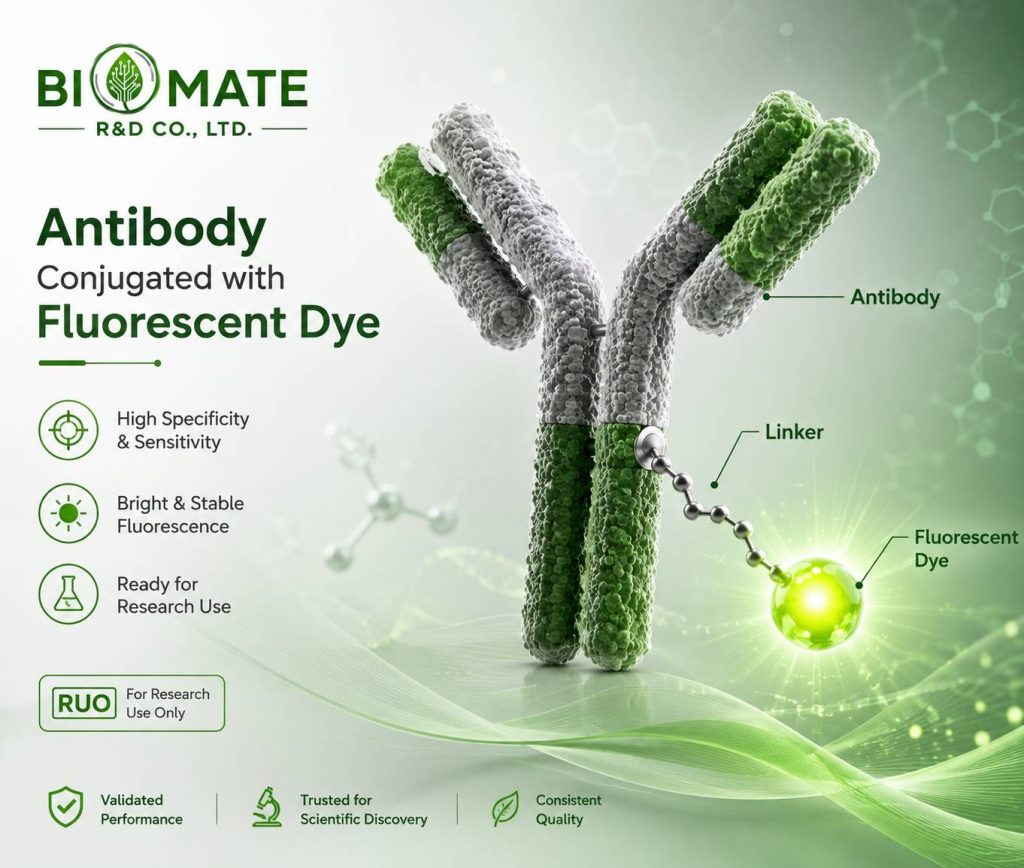 Antibodies